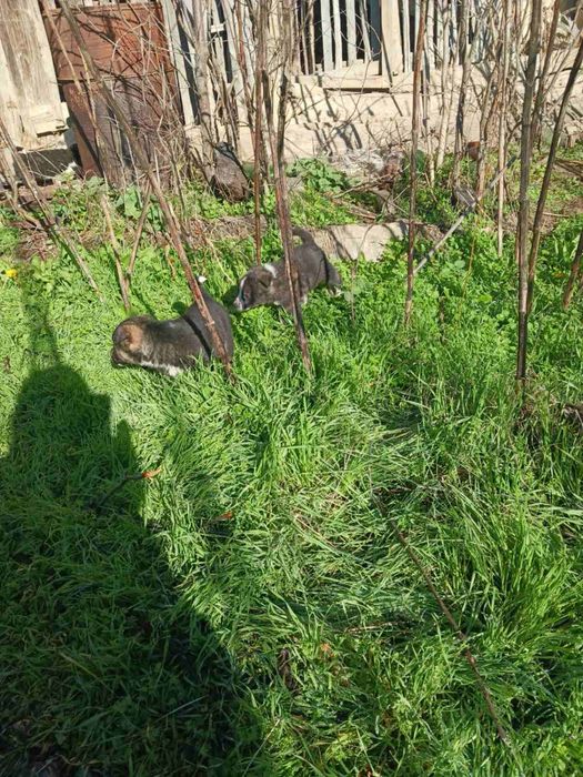 Бордър колита – 60 дни