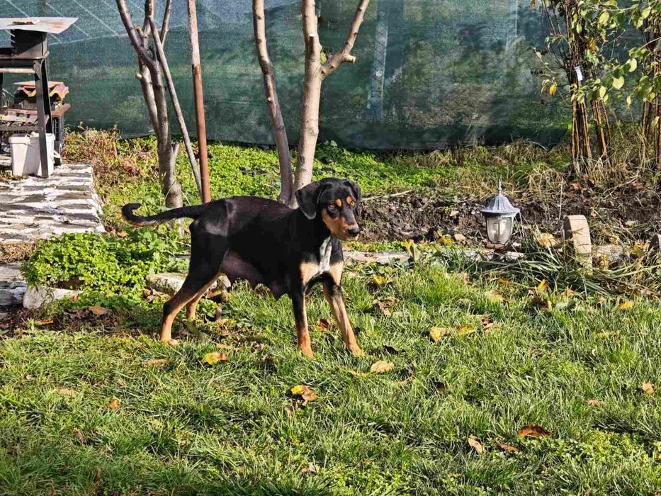 Подаряват се малки кученца