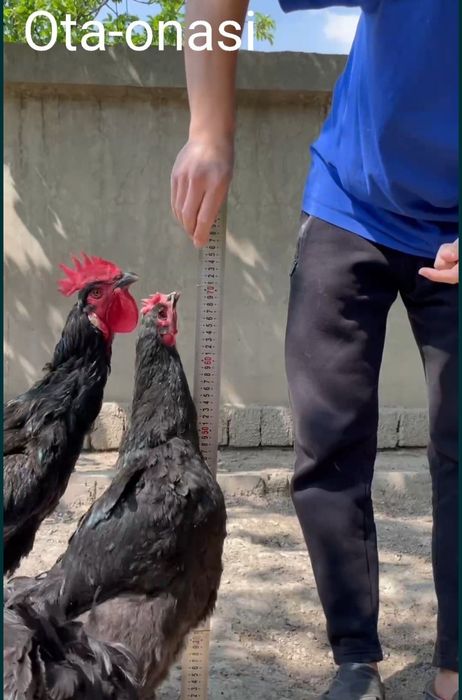 Gegant Qora shaxzoda toza qon Svetliviy BRAMMA jo'jalari bor 30 kunlid