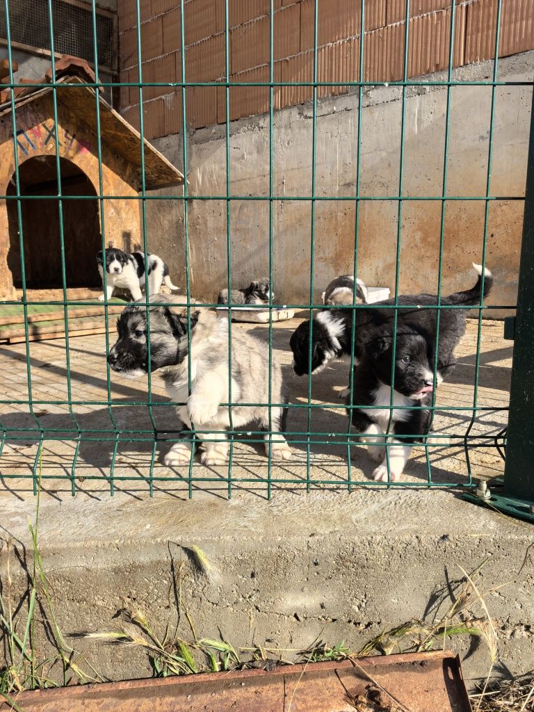 Малки каракачанки
