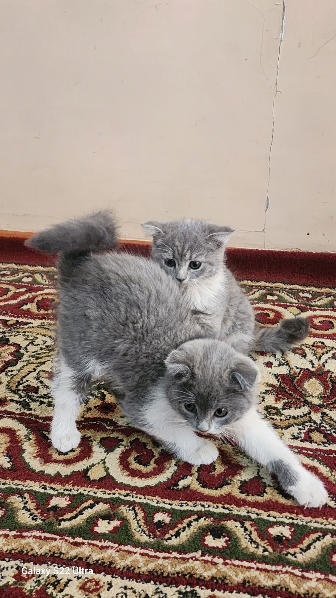 Очаровательные котята ищут дом! Scottish fold/straight