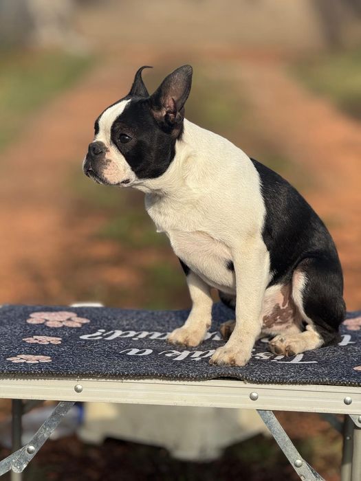 Boston terrier puiut