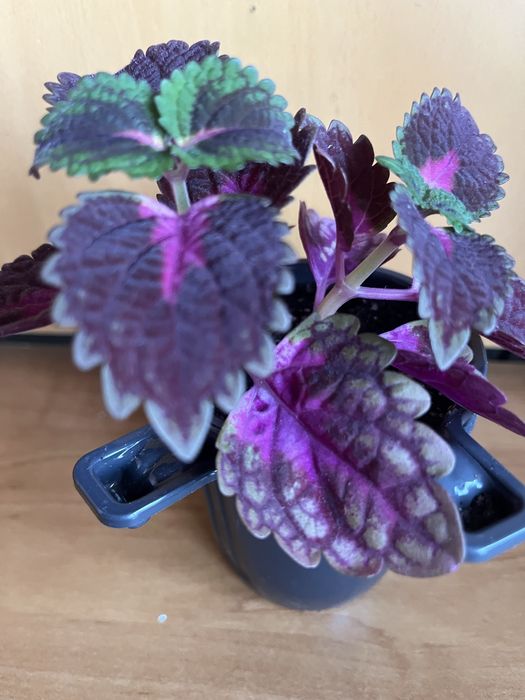 Колеус комнатный