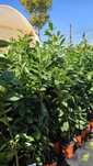 Prunus laurocerasus pentru gard viu vesnic verde