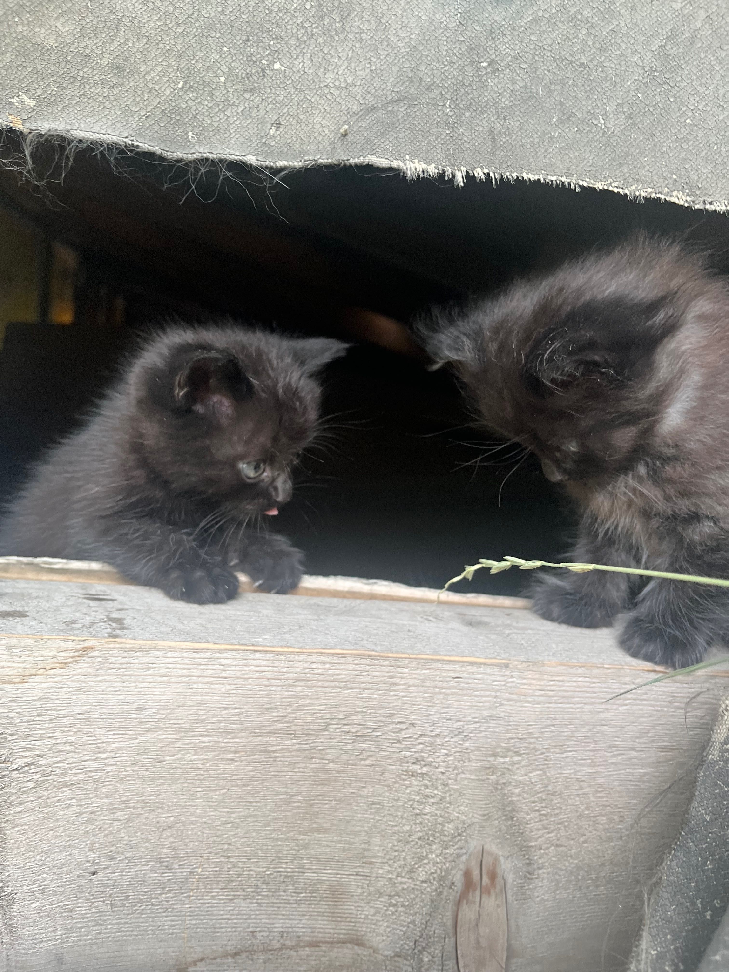 Черный котёнок-мальчик, 3 месяца