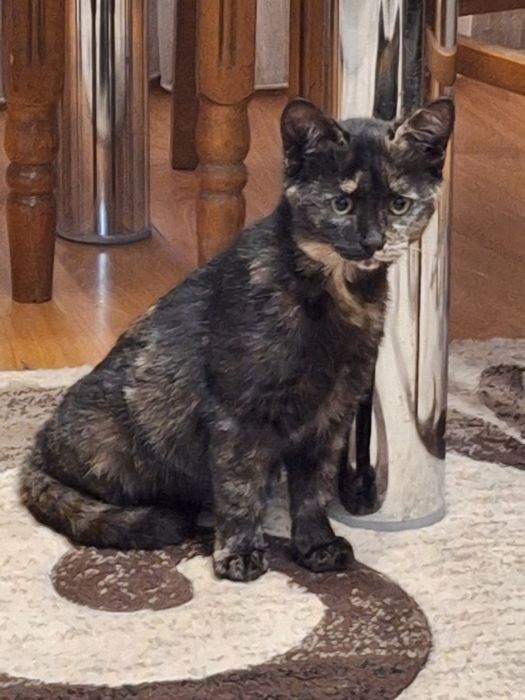 Disponibili spre donatie 2 pui  de pisica