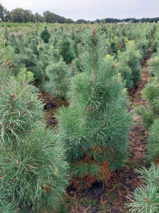 Plante ornamentale