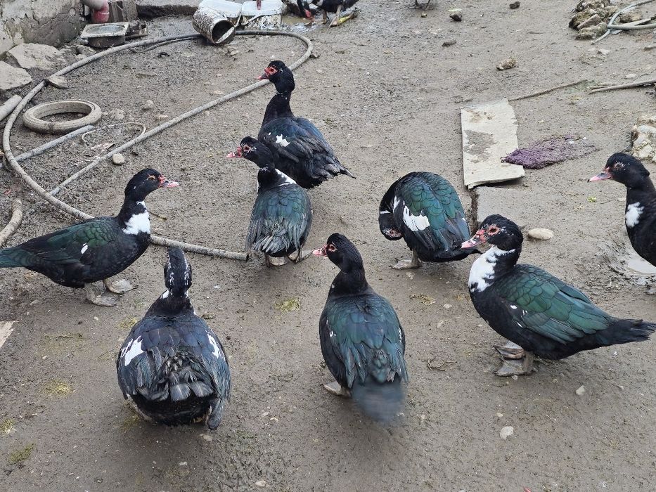 Rate si ratoi de vanzare