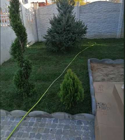 Gazon Rulou Sisteme de irigatii Tuia