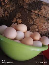 Продам домашние яйца район птичника