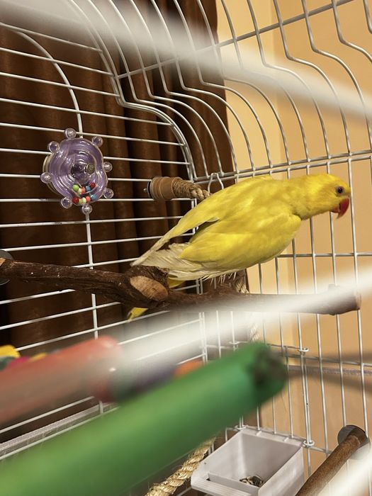 pui micul alexandru 3 luni