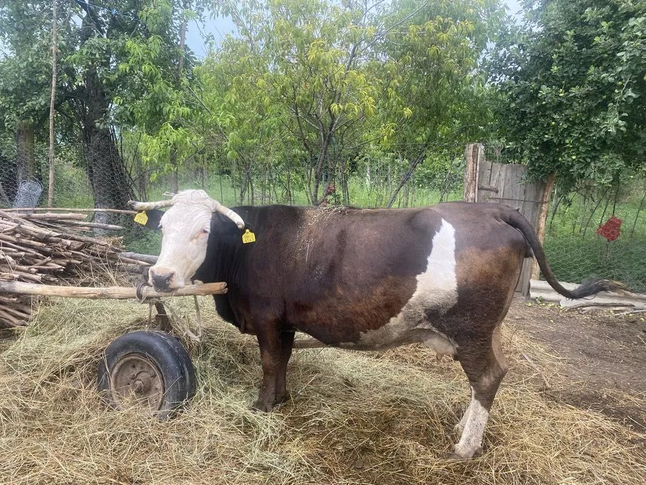 Vacă de vânzare ,vând urgent , mai multe detalii la telefon