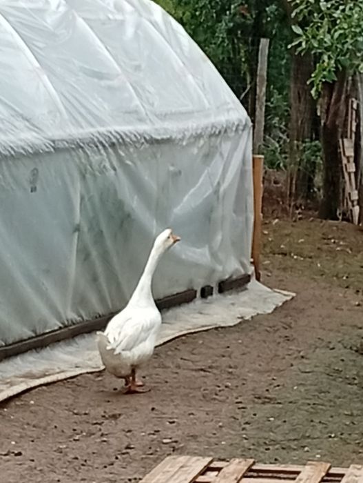 Gâște albe românești