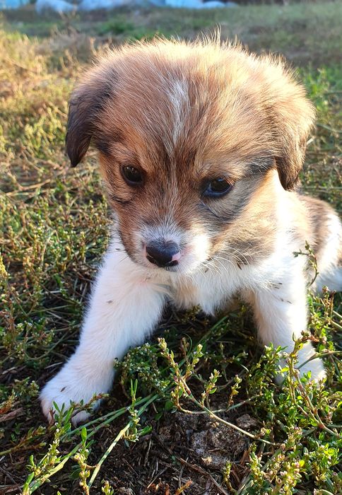 Adoptie baietel talie mica