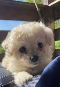 Pui Bichon maltez