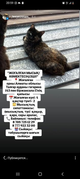 Потерялся кошка Юна, мысығым жоғалып кетті аты Юна көрген білген барма