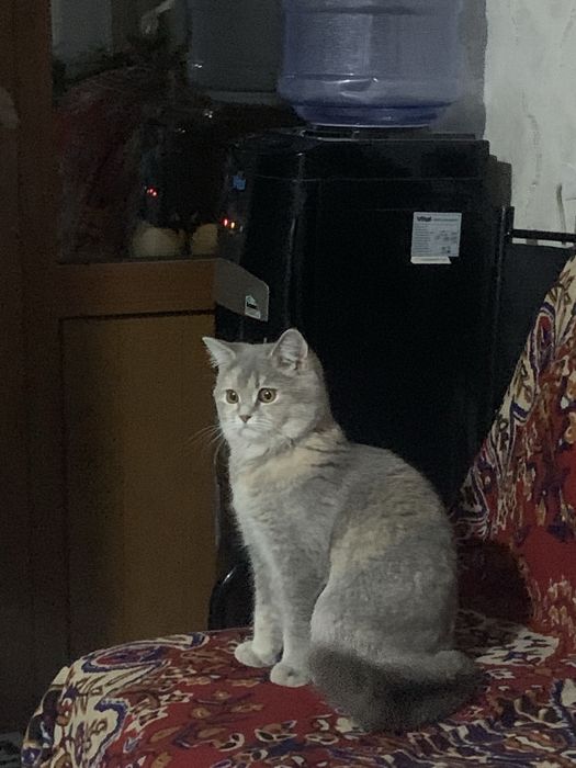 Скотиш страйт тоза