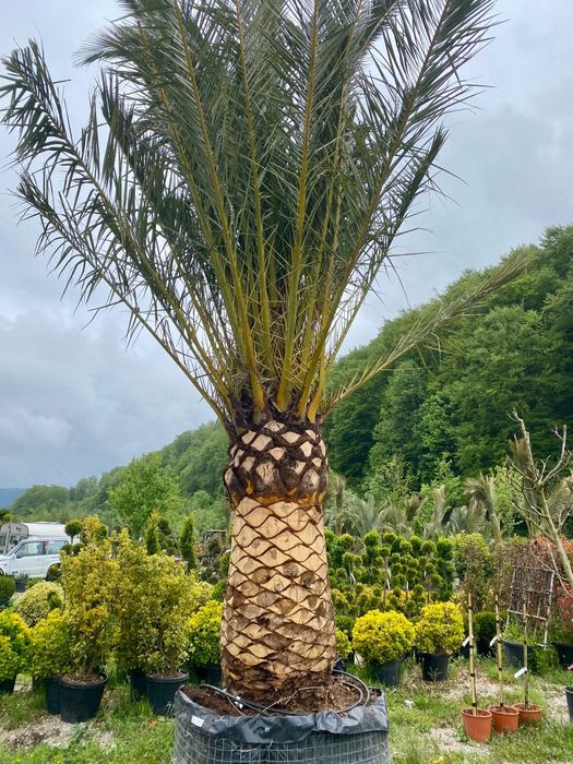 Pheonix Canariensis , Palmier Exotic