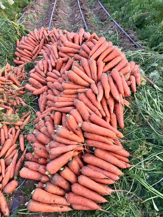 Продам домашнюю морковь
