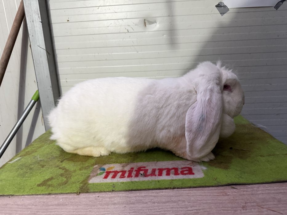 Femela berbec german Alb din ianuarie