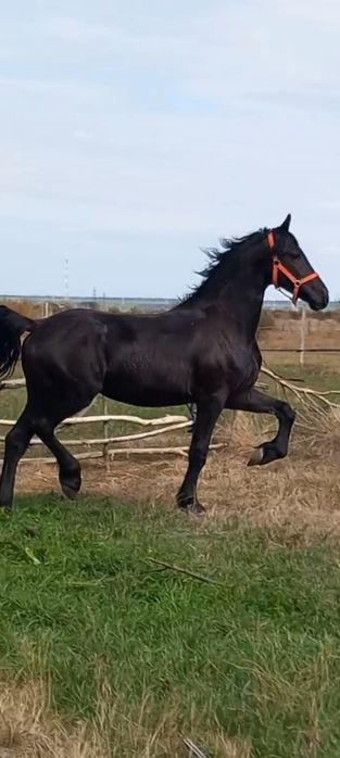 Vând doi manji frizieni