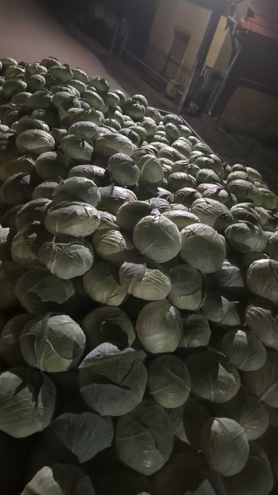 Vând varza de toamnă cu frunza subtire