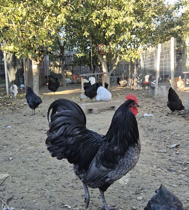 Cocoș Australorp albastru -vand sau schimb