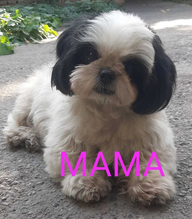 Скоро в продаже щенки Ши-тцу