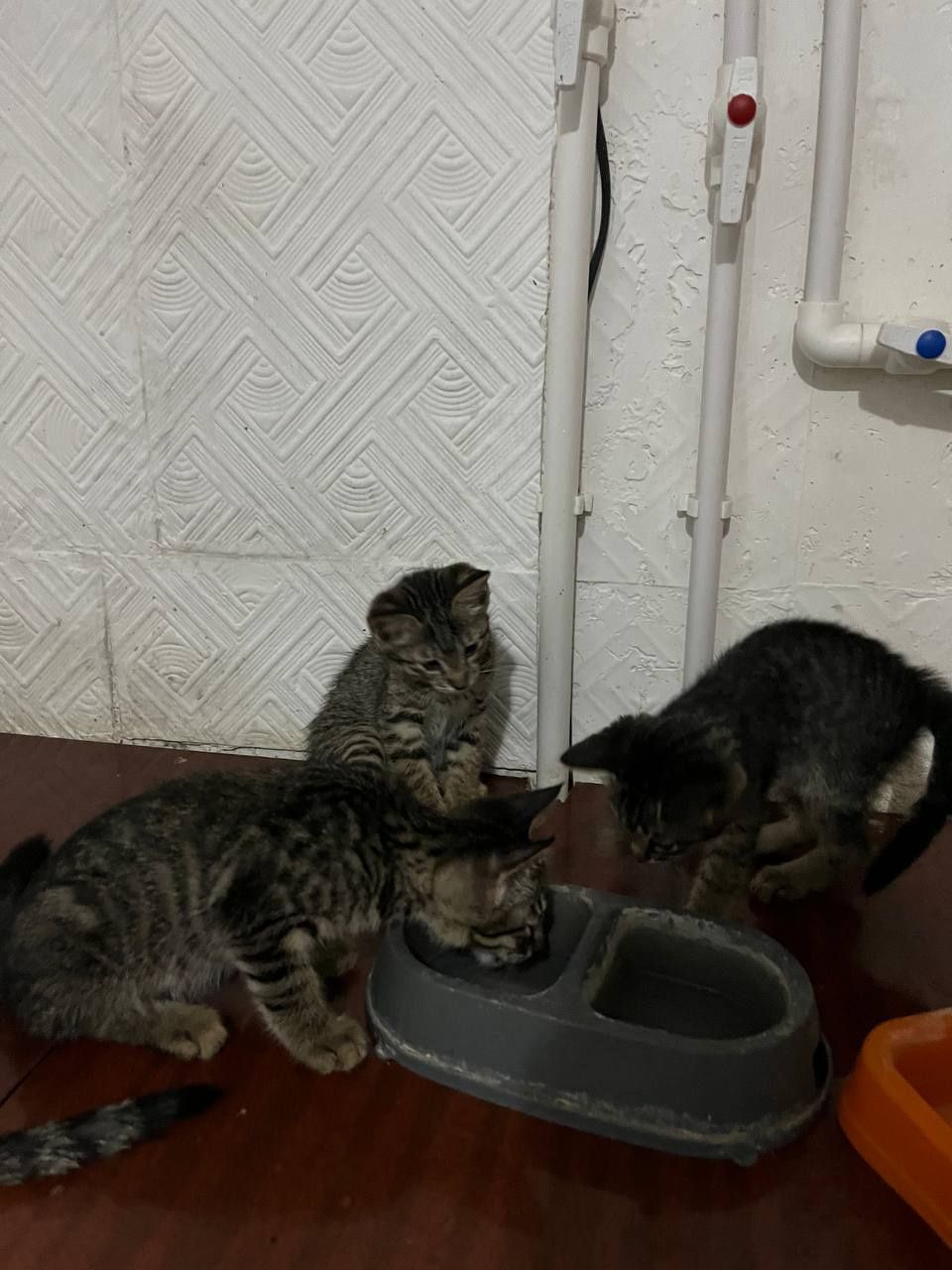 Пристраиваются котята