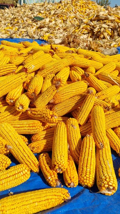 Кукуруза в початках