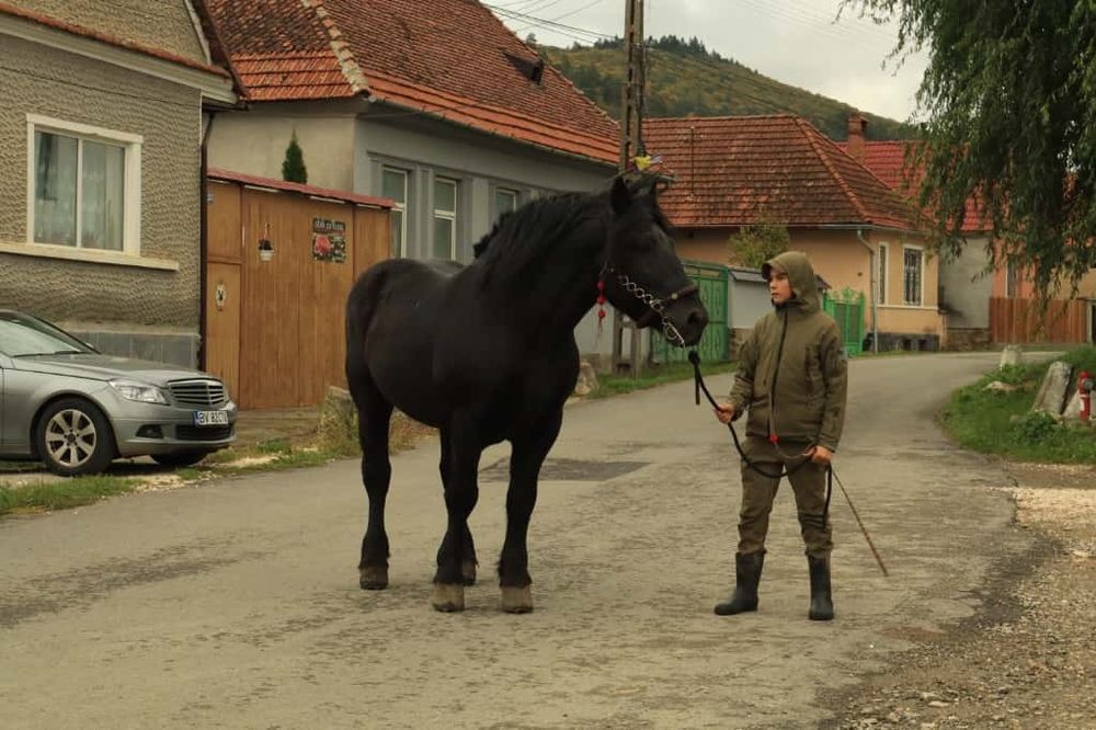 Armăsar unguresc de vânzare