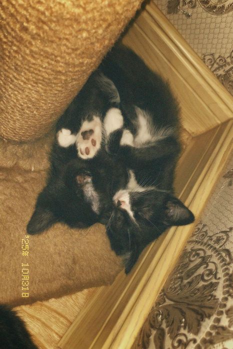 котята 2,5 месяцев