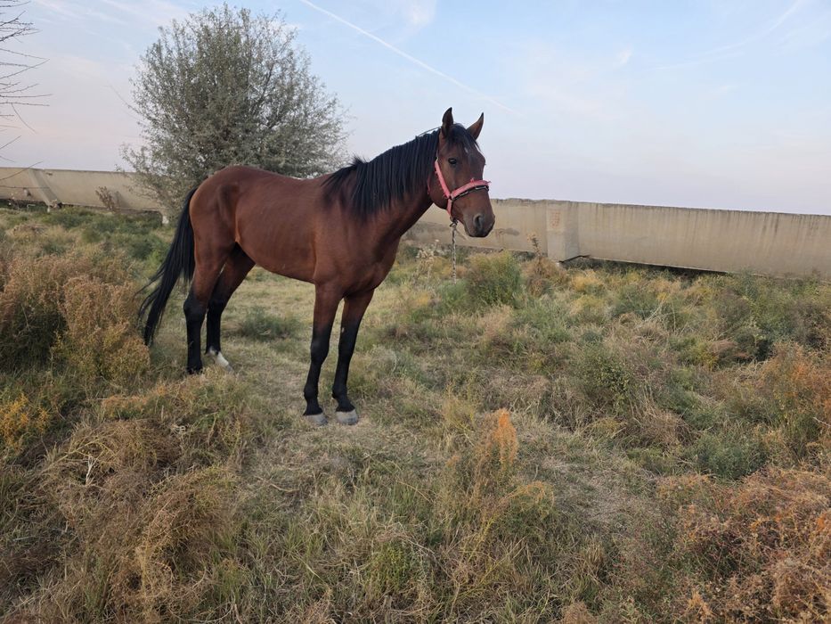 Ot va Toylar sotiladi