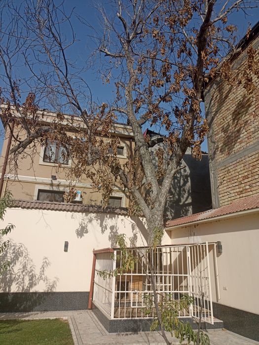 Ёнгоқ дарахти ( Дерево Орех )