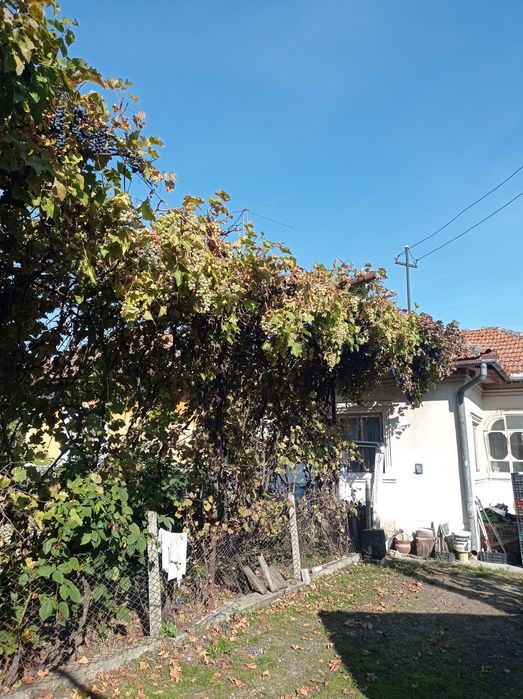 Struguri de masă albi cu bob mare