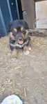 Metis Rottweiler - pentru adopție