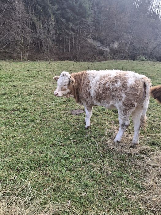Vând doua vițele în vârstă de 6 luni Baltate Românești.