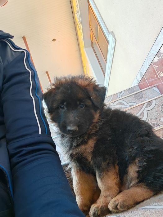 Чистокровные немецкие овчарки