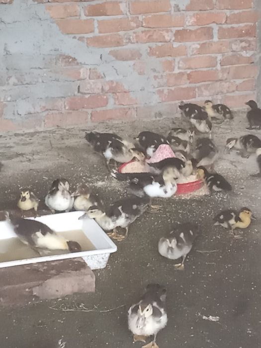 Pui de rata lesesti își caută casa noua