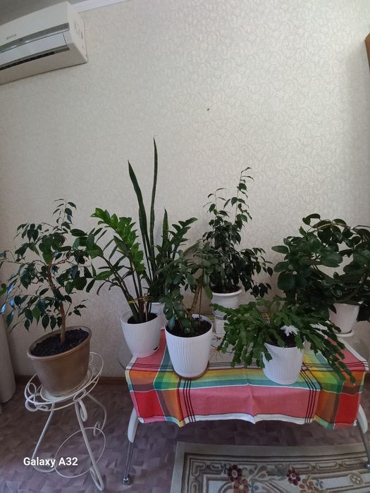 Продам цветы комнатные