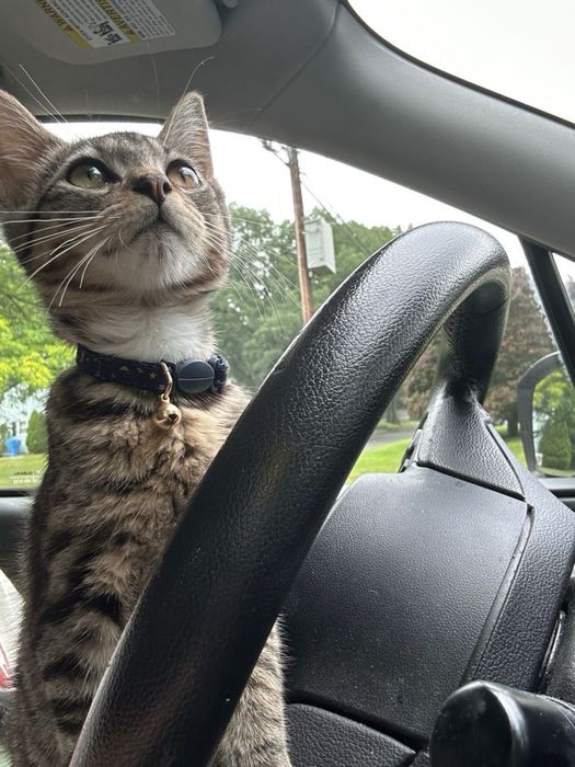 ЗООТАКСИ для ваших любимцев — безопасно и с заботой!