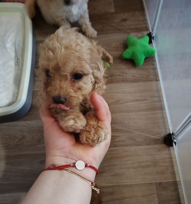 Mini/toy poodle Мини/той момченца