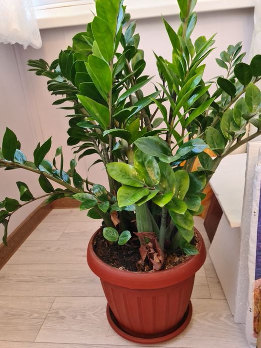 Замиокулькас (долларовое дерево)