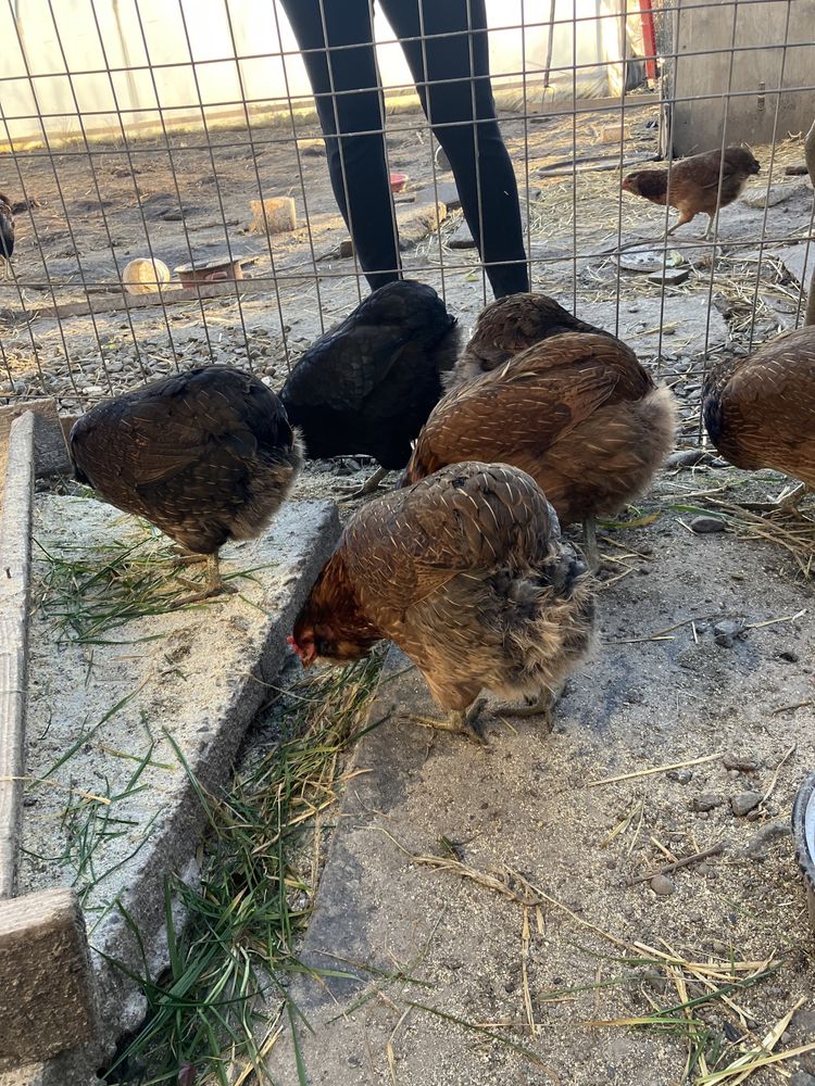 Oua de incubat gaini araucana marans si la bresse brese