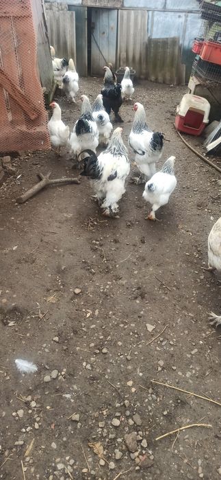 Cocoși brahman 2024/2025