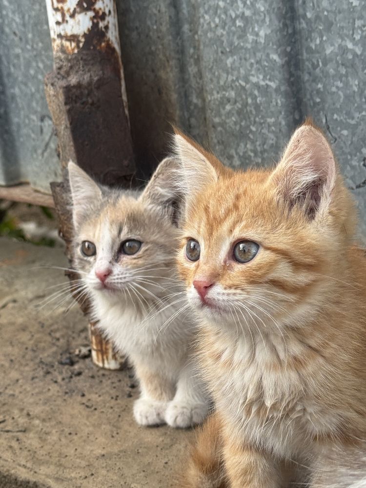 Котята 2 мальчика и 2 девочка