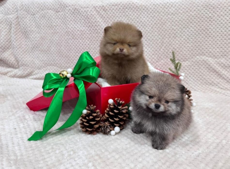 Щенки мини померанского шпица