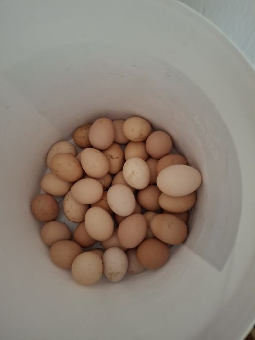 Домашний тауықтың жұмыртқасы сатылады.100 теңге