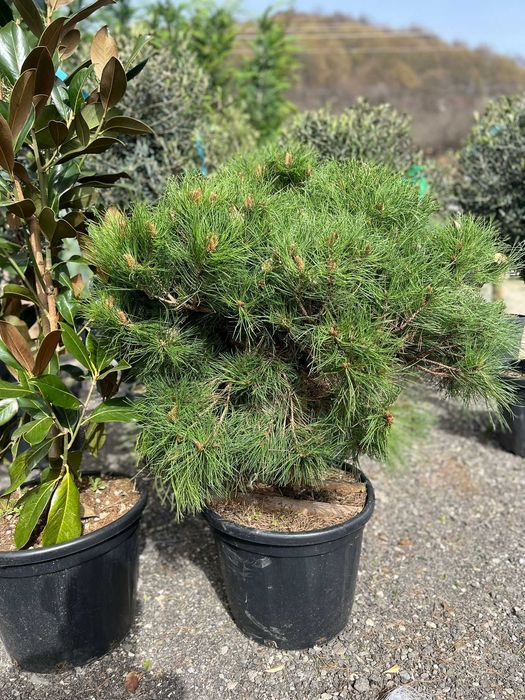 Plante ornamentale ideale pentru un colț relaxant