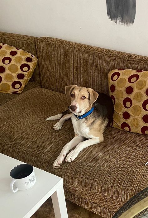 Ищет дом молодая стерильная девочка Микки-полукровка "харьер-бигль"